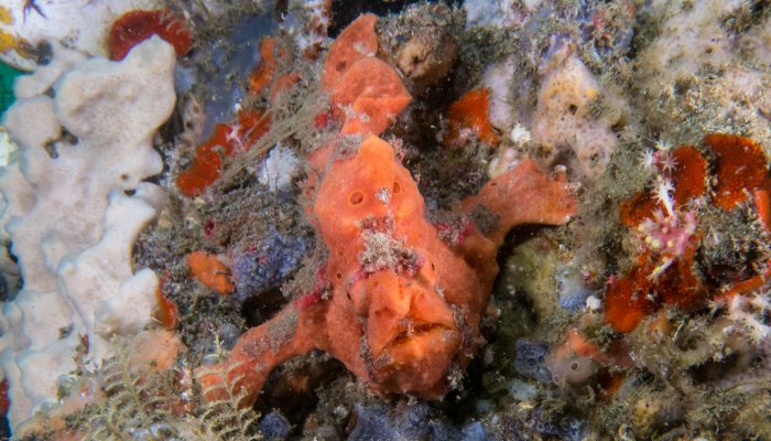 Red Warty Frogfish